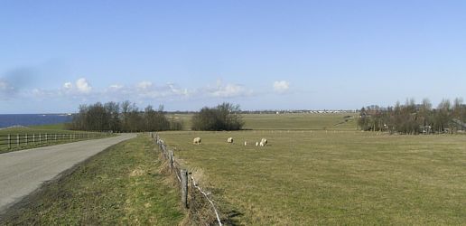 lammetjes in de wei