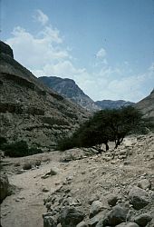 wadi near Ein Gedi