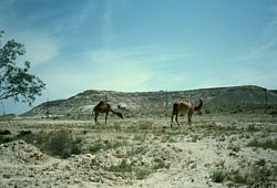 camels in the Negev desert